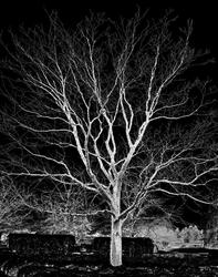 Michael Fain, "Tree 25," digital photograph on archival paper