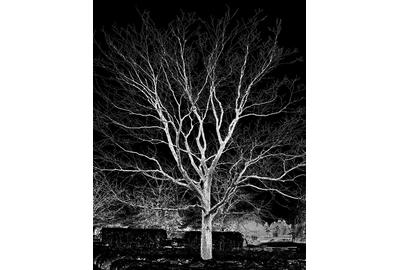 Michael Fain, "Tree 25," digital photograph on archival paper