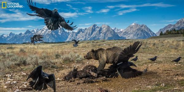 CHARLIE HAMILTON JAMES Bear and Ravens on Carcass Grand Teton National Park, Wyoming, U.S.A., 2014 The carcass dump at Grand Teton National Park was set up as a safe place away from tourists to discard the bodies of animals that are killed on roads.  A dump might be an unsightly place for most, but it provided photographer Charlie Hamilton James the perfect place to capture an image of bears or wolves with the Teton mountain range in the background.