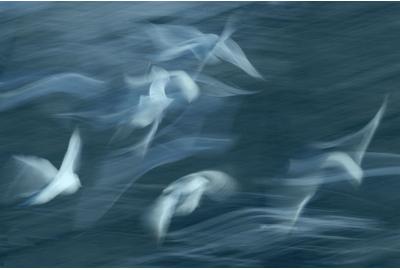 "Bird Abstractions," a photograph by Peter Houts of gulls flying over The Pond in Central Park, and shot at 1/8 of a second while following the birds with a camera.  http://www.peterhouts.zenfolio.com