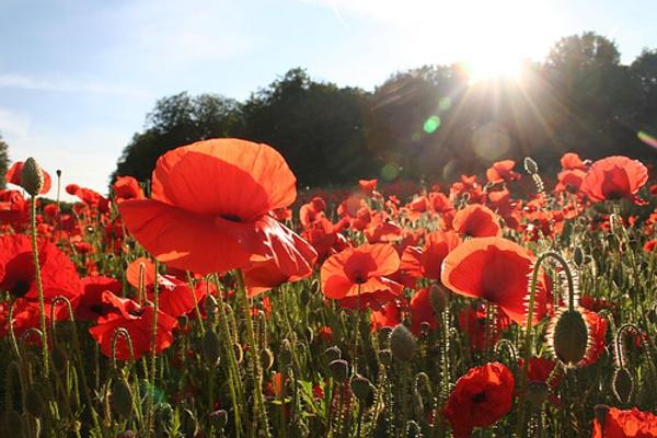 A Flanders field.