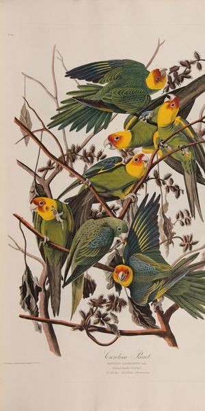 John James Audubon, American, 1785–1851, "Carolina Parakeet," in The Birds of America, plate 26, 1827–38.  [Department of Rare Books and Special Collections, Firestone Library, Princeton University]