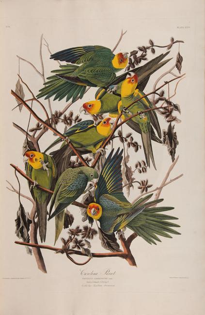 John James Audubon, American, 1785–1851, "Carolina Parakeet," in The Birds of America, plate 26, 1827–38.  [Department of Rare Books and Special Collections, Firestone Library, Princeton University]