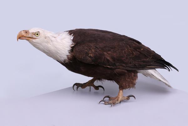 Prepared by Charles Willson Peale, Bald Eagle (Haliaeetus leucocephalus), 1786 – 1827.  Museum of Comparative Zoology, Ornithology Department, Harvard University, 67846.  Photo: Jeremiah Trimble; Courtesy of the Museum of Comparative Zoology; © President and Fellows of Harvard College .  