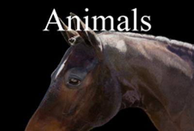 Animals Online Art Competition