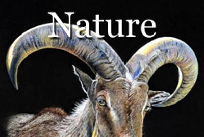 5th Annual Nature Online Art Competition