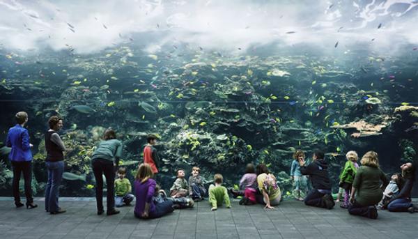 Thomas Struth (German, born 1954) Aquarium, Atlanta, Georgia, 2013.  Chromogenic print.  High Museum of Art, Atlanta, purchase with funds from the Donald and Marilyn Keough Family, the Hagedorn Family, Lucinda W.  Bunnen for the Bunnen Collection, and through prior acquisitions, 2014.23.  © Thomas Struth