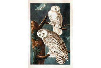 after John James Audubon (1785-1851), Snowy Owl, hand-colored engraving, 38 ¾ by 25 ⅞ inches, ($60/90,000)