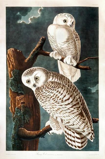 after John James Audubon (1785-1851), Snowy Owl, hand-colored engraving, 38 ¾ by 25 ⅞ inches, ($60/90,000)