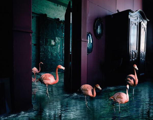 Series Unanswered Prayers, Wandering Flamingos, 60 x 80 cm