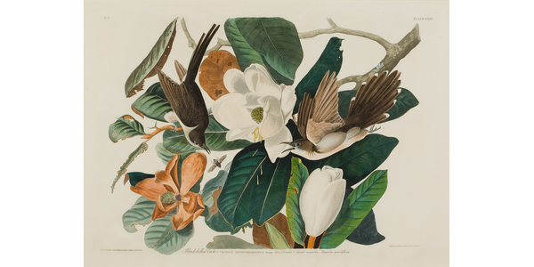 Black-billed Cuckoo, John James Audubon (1785-1851), 1828.  Mass Audubon Collection, Bequest of Anna Bemis Stearns (1995)