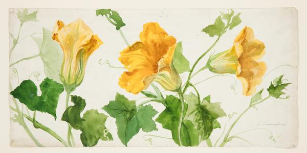 Drawing, Study of Squash or Pumpkin Plants; Early 20th century; Designed by Sophia L.  Crownfield (American, 1862–1929); Brush and watercolor, graphite on paper; Gift of Starling W.  Childs and Ward Cheney, 1937-59-33; Cooper Hewitt, Smithsonian Design Museum; Photo: Matt Flynn © Smithsonian Institution.