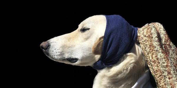 From @BlairBraverman, "Here is Dog With(out) a Pearl Earring"