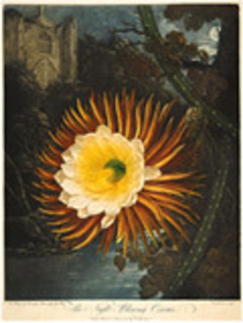 Robert John Thornton, The Night-Blowing Cereus from the illustrated book The Temple of Flora, 1807, mezzotint