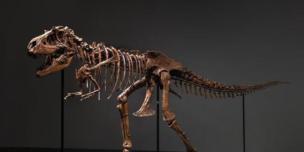 A Gorgosaurus skeleton is estimated to sell for between $5 million and $8 million on July 28 at Sotheby's.