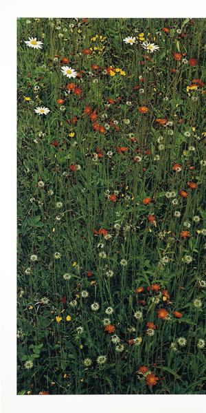 Elliot Porter, Hawkweed in Meadow, Great Spruce Head Island, Maine, 1968, 16 x 12-3/8 in., 2017.18.3