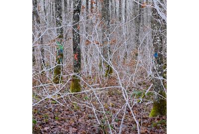 Becoming Forest No.  1 (2017) © Helen Sear / courtesy Klompching Gallery, New York