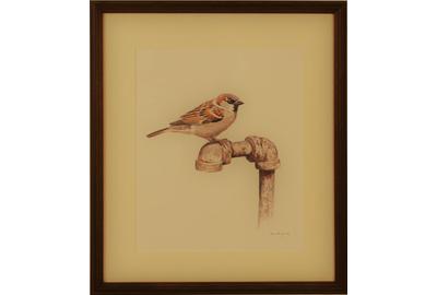 Fox Sparrow: Watercolor, 10 x 9 inches/Signed lower right