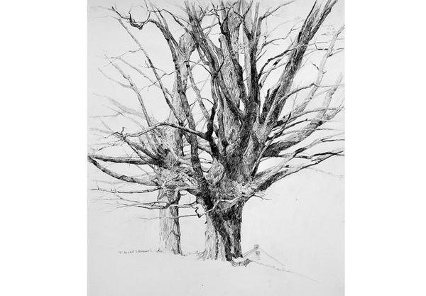 T.  Allen Lawson, Spring Maples, May 2007, Negra Lead and graphite on paper, 25.5" x 22"