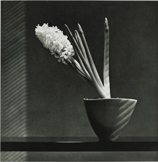 Robert Mapplethorpe, Hyacinth, 1987.  