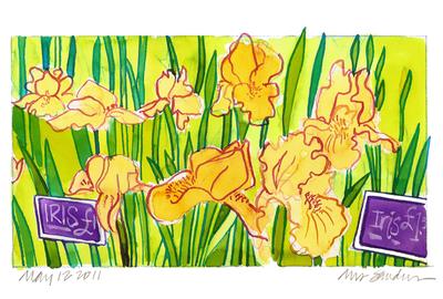 Fine Art Daily, London flower stall, irises