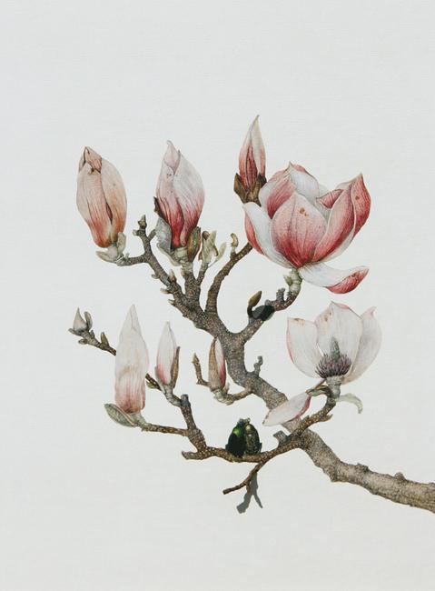 Maureen McCabe Magnolia with Beetles signed verso mixed media and pastel on archival inkjet 19" x 13" x 1 1/2" 