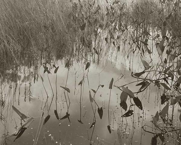 Share II, 2011 (Montville, Maine) Platinum palladium print 24 x 30 inches