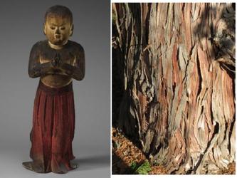 Prince Shōtoku at Age Two, Japanese, Kamakura period, c.  1292.  Wood (hinoki cypress) with polychromy; inlaid rock crystal (quartz) eyes.  Harvard Art Museums/Arthur M.  Sackler Museum, Partial and promised gift of Walter C.  Sedgwick in memory of Ellery Sedgwick Sr.  and Ellery Sedgwick Jr., 2019.122; Photograph of Chamaecyparis obtusa “Chabo-Hiba,” Compact Hinoki Cypress, Cultivar of Hinoki False Cypress.  Arnold Arboretum, 1100-71*A.  Photo: Kyle Port.