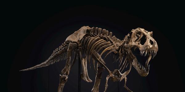 A male Tyrannosaurs rex.  From the Hell Creek Formation.  Late Cretaceous (circa 67 million years ago).  Approx.  190 bones surviving and mounted on custom frame with additional cast elements.  A separate display for the original skull and teeth.  Size: 37 x 13 x 6 ft (1128 x 396 x 183 cm).  Sold for $31,847,500 in the 20th Century Evening Sale on 6 October at Christie’s in New York.