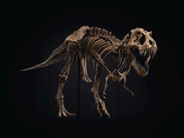 A male Tyrannosaurs rex.  From the Hell Creek Formation.  Late Cretaceous (circa 67 million years ago).  Approx.  190 bones surviving and mounted on custom frame with additional cast elements.  A separate display for the original skull and teeth.  Size: 37 x 13 x 6 ft (1128 x 396 x 183 cm).  Sold for $31,847,500 in the 20th Century Evening Sale on 6 October at Christie’s in New York.