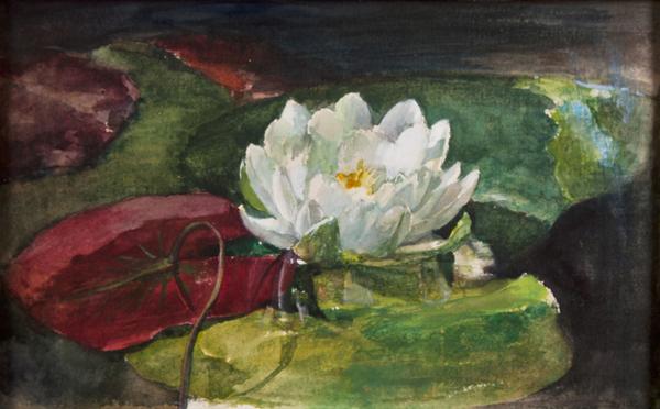 John La Farge (1835-1910) Water Lily with Green and Red Pads, circa 1883, Pencil, watercolor, and gouache on heavy wove paper, 5 ½ x 9 ½ inches.  Thomas Colville Fine Art.