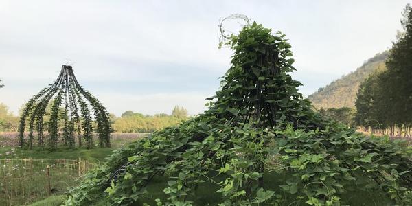 Breast Stupa Topiary, by Pinaree Sanpitak, Jim Thompson Farm, Pak Tong Chai, Nakorn Ratchasima (2018).  Image courtesy of the artist.