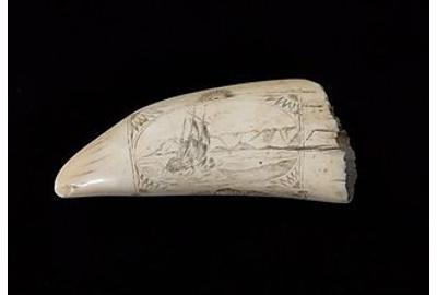 A whale's tooth from Darwin's historic round-the-world journey heads to auction