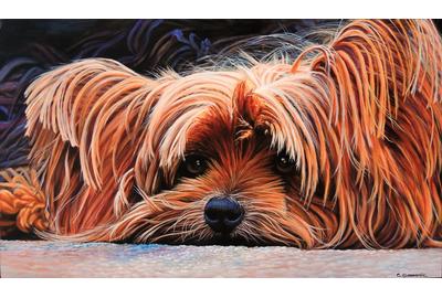 “Yorkie” by Carol Summerlin 