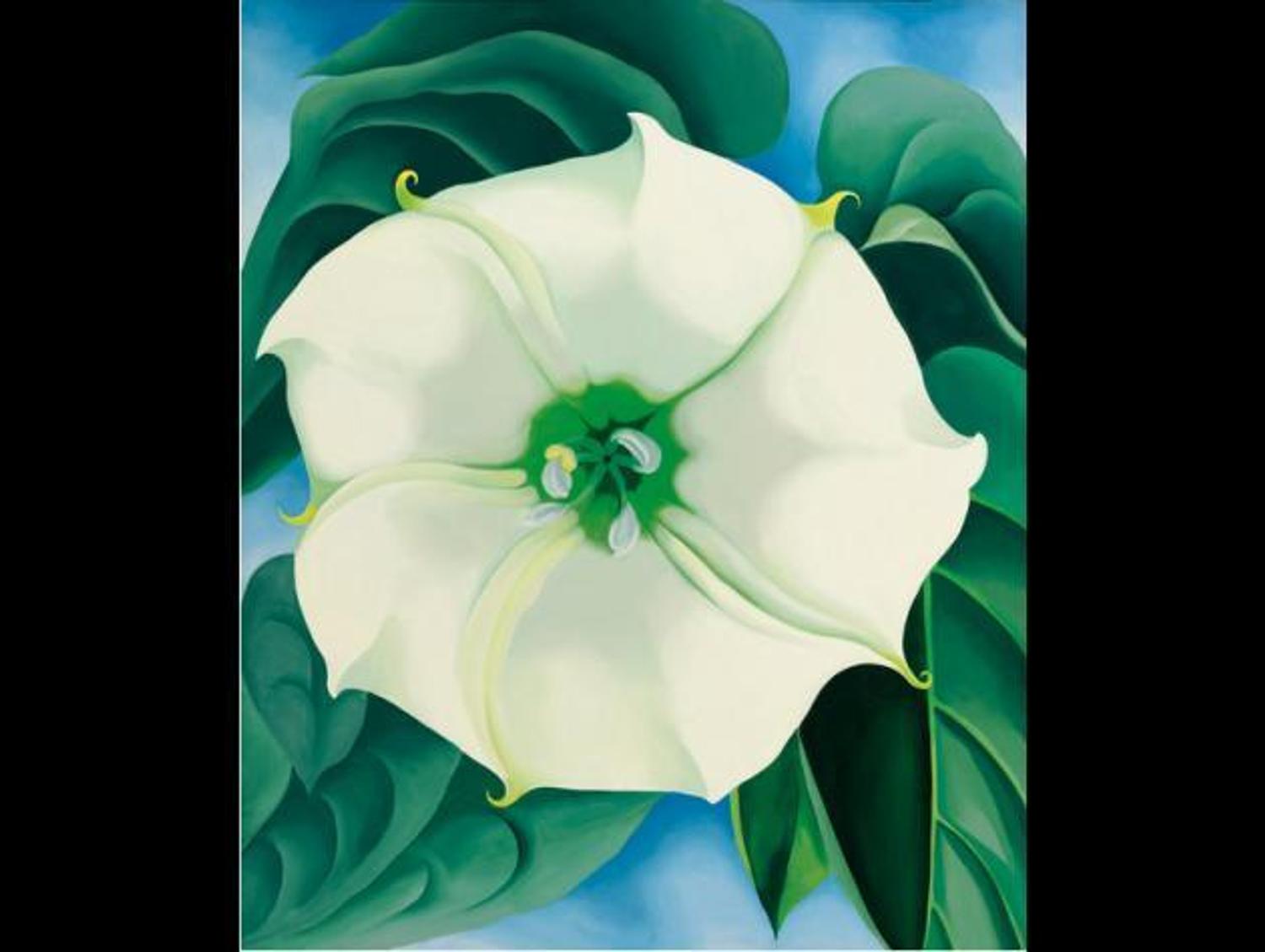 jimson weed white flower no 1 1932