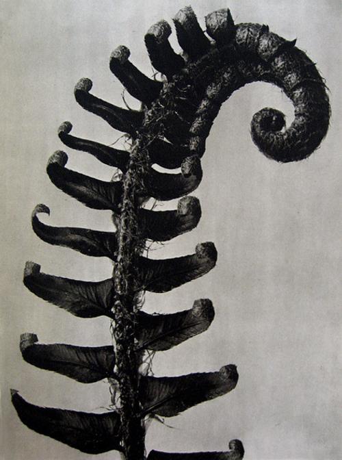 Karl Blossfeldt, Polystichum munitum, Wunder in der Natur, c.  1920s 