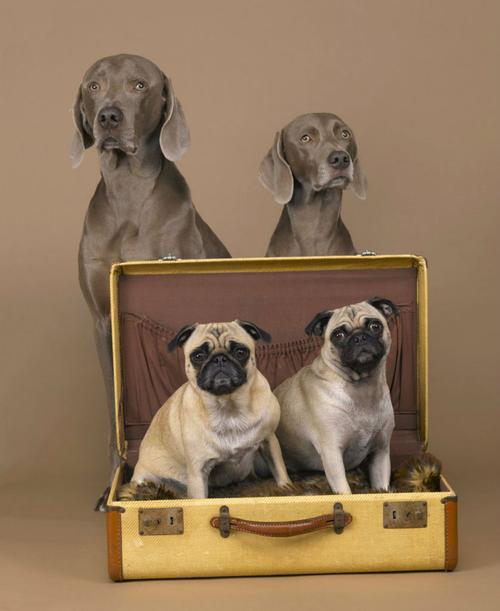 Acclaimed photographer William Wegman (MassArt '65) is offering a once in a lifetime commission at the MassArt auction - the winner will travel to New York and meet the artist and his Weimaraners in his New York City studio to have his/her portrait taken.  