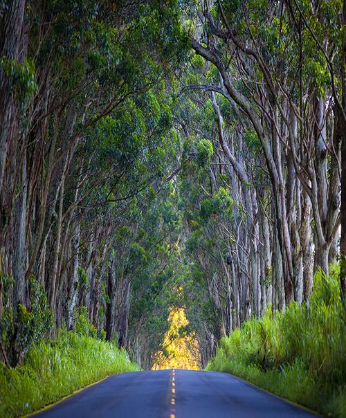 “Tunnel of Trees” by Glen Roberts 