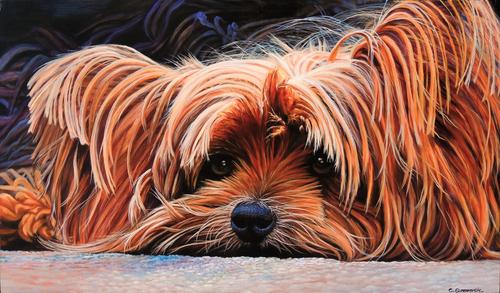 “Yorkie” by Carol Summerlin 