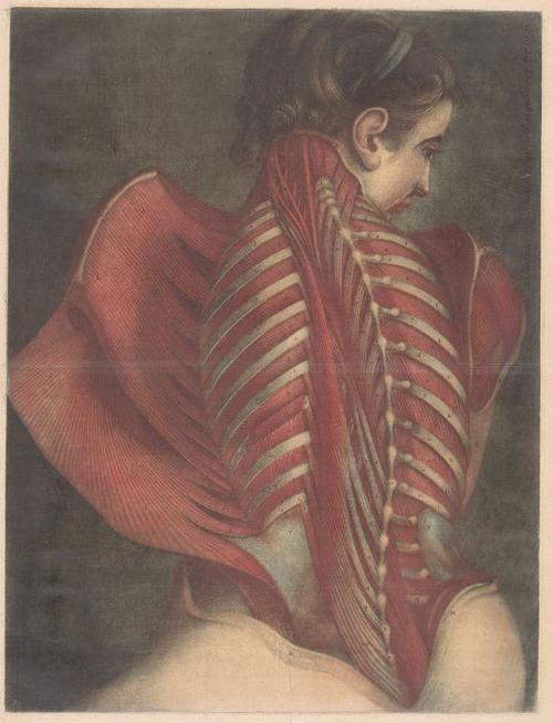 Jacques-Fabien Gautier d’Agoty, French, “Muscles of the Back,” plate 14 from Myologie complette en couleur et grandeur naturelle (Complete Scientific Study of Muscles in Color and Life-Size), 1746.  Color mezzotint.  Philadelphia Museum of Art, Purchased with the SmithKline Beckman Corporation Fund, 1968, 1968-25-79n, TL42415.2.  Image: Courtesy of the Philadelphia Museum of Art.