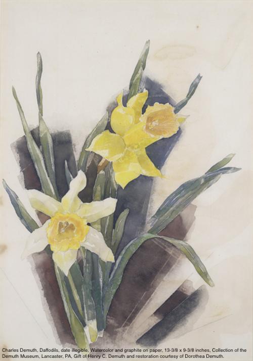 Charles Demuth, "Daffodils," date illegible, Watercolor and graphite on paper, 13-3/8 x 9-3/8 inches, Collection of the Demuth Museum, Lancaster, PA, Gift of Henry C.  Demuth and restoration courtesy of Dorothea Demuth.