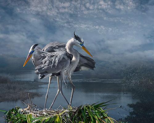 Image: Cheryl Medow, Great Blue Courtship, 2016