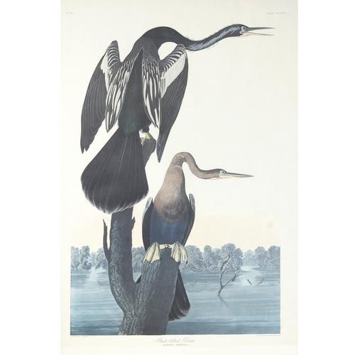 The auction will feature prints from the famous American ornithologist, naturalist and painter John J.  Audubon (1785-1851), including the Arctic Yager and Black-Bellied Darter.