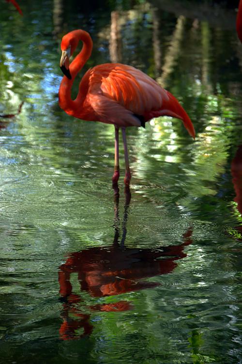 "Flamingo Reflection" by Nancy Pallowick