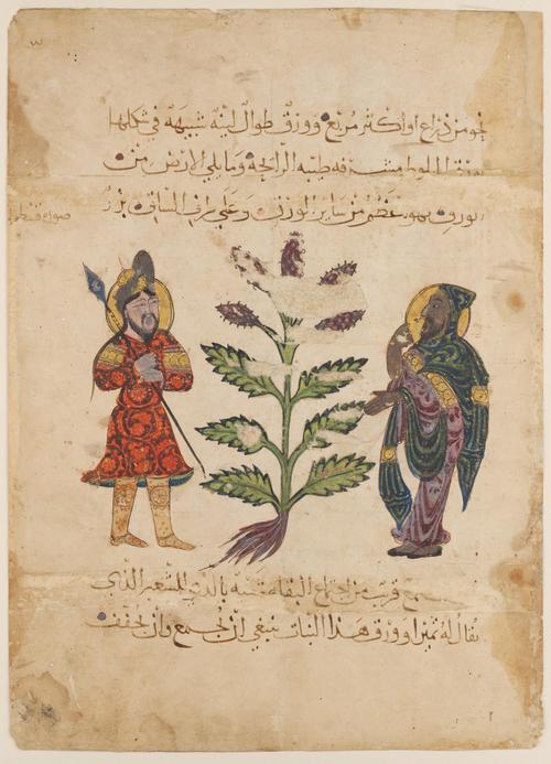 Warrior and Physician with the Plant Kestron, from a manuscript of De materia medica of Dioscorides, Abbasid period, Iraq, 1224.  Ink, opaque watercolor, and gold on paper.  Harvard Art Museums/Arthur M.  Sackler Museum, Bequest of Abby Aldrich Rockefeller, 1960.193.