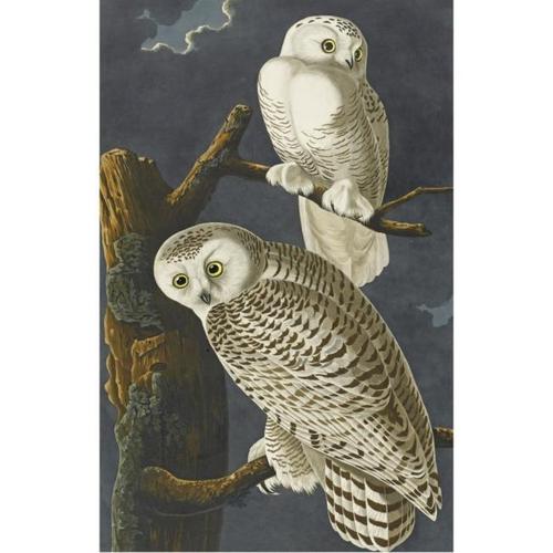 Snowy Owls from John James Audubon's Birds of America at Sotheby's Dec.  7 London auction.