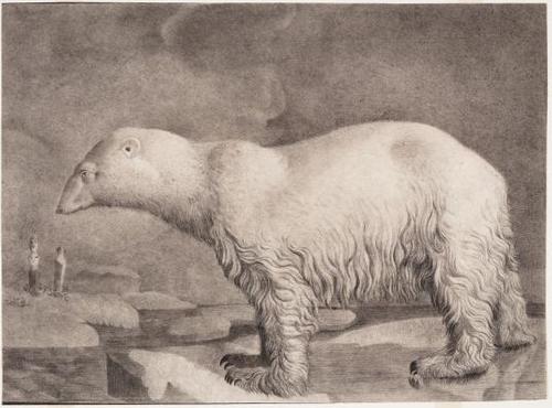 Nicolas Maréchal, French, Ursus maritimus (Polar bear), Drawing for an illustration to Ménagerie du Muséum d’histoire naturelle, ou Description et histoire des animaux (Menagerie of the Museum of Natural History, or Description and History of Animals), by Etienne de Lacépède (Paris: 1801).  Black chalk, extensively stumped.  The Horvitz Collection, Wilmington, Del., D-F-1456, TL42410.6.