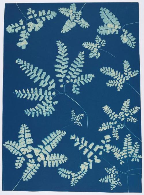 Ella J.C.  Hurd, American, Adiantum pedatum (Maiden hair), c.  1890–1900.  Cyanotype.  Courtesy of the Archives of the Gray Herbarium, Harvard University, TL42353.4.