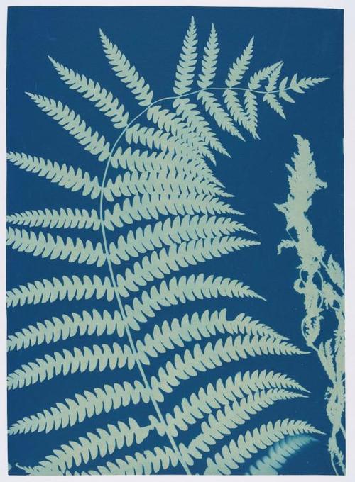 Ella J.C.  Hurd, American, Osmunda cinnamomea (Cinnamon fern), c.  1890–1900.  Cyanotype.  Courtesy of the Archives of the Gray Herbarium, Harvard University, TL42353.2.