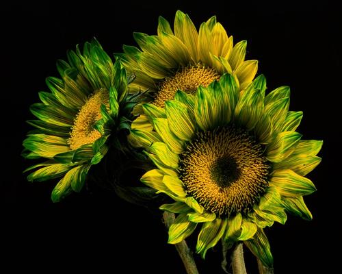 Green California Sunflower Trio - Thomas Jerger - United States